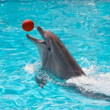 A dolphin comes out of the water to catch a red ball.<br><br>