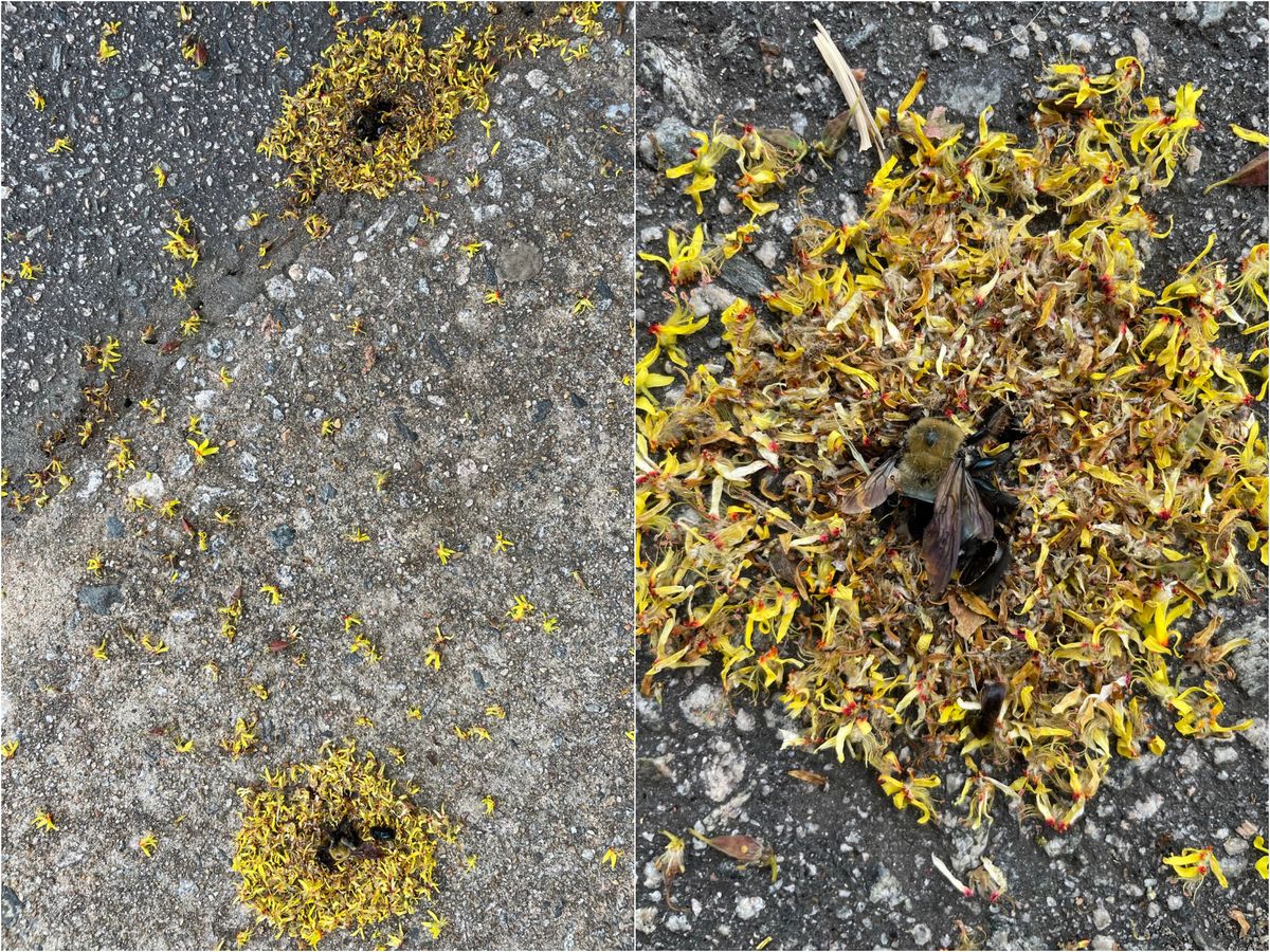 Bees on the pavement surrounded by yellow flower petals