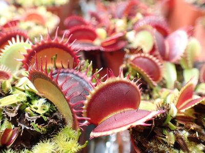 Venus flytrap plants grow in the lab, trigger hairs at the ready.