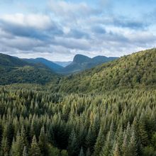 dense evergreen forest with mountains in distance