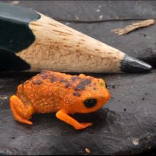 Small orange frog next to a pencil tip