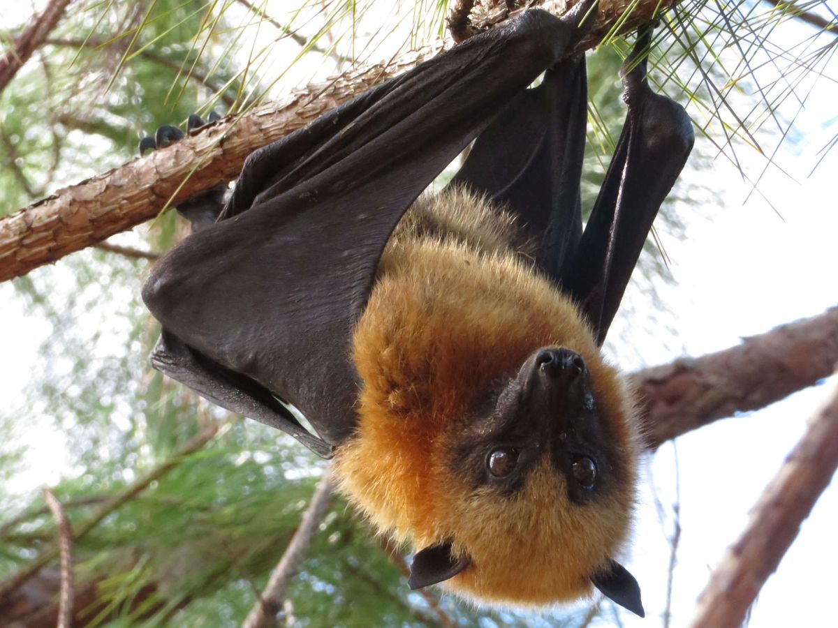 A Pteropus rufus fruit bat