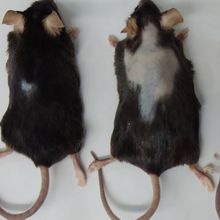 three black mice lined up next to each other. the one on the left, fed a low-fat diet, has one small bald patch, the middle mouse, fed fish oil, has a large bald spot across its shoulders and back, and the right mouse, fed cocoa butter, has no baldness.