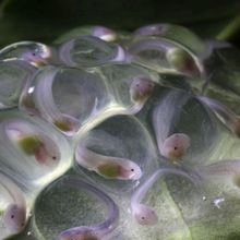 Several tadpoles in clear eggs