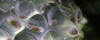 Several tadpoles in clear eggs