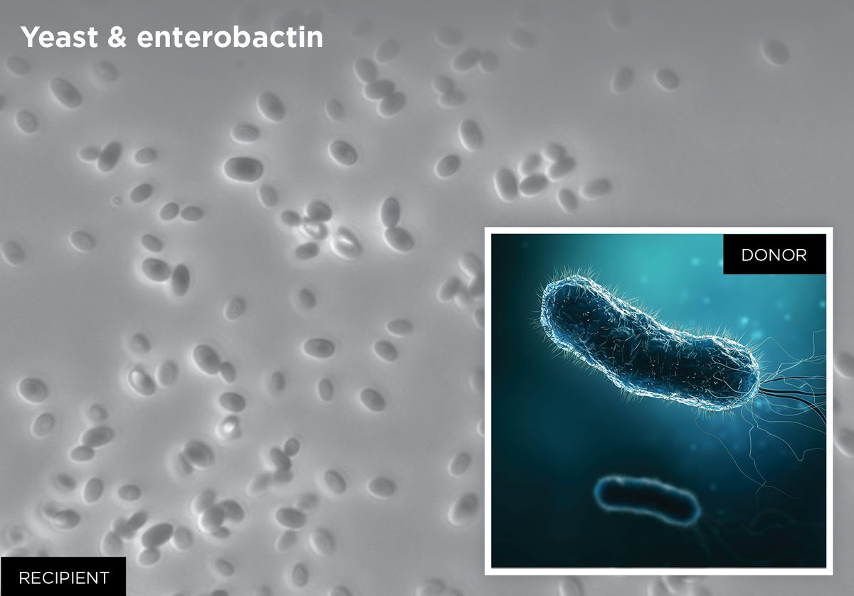 Image of bacteria