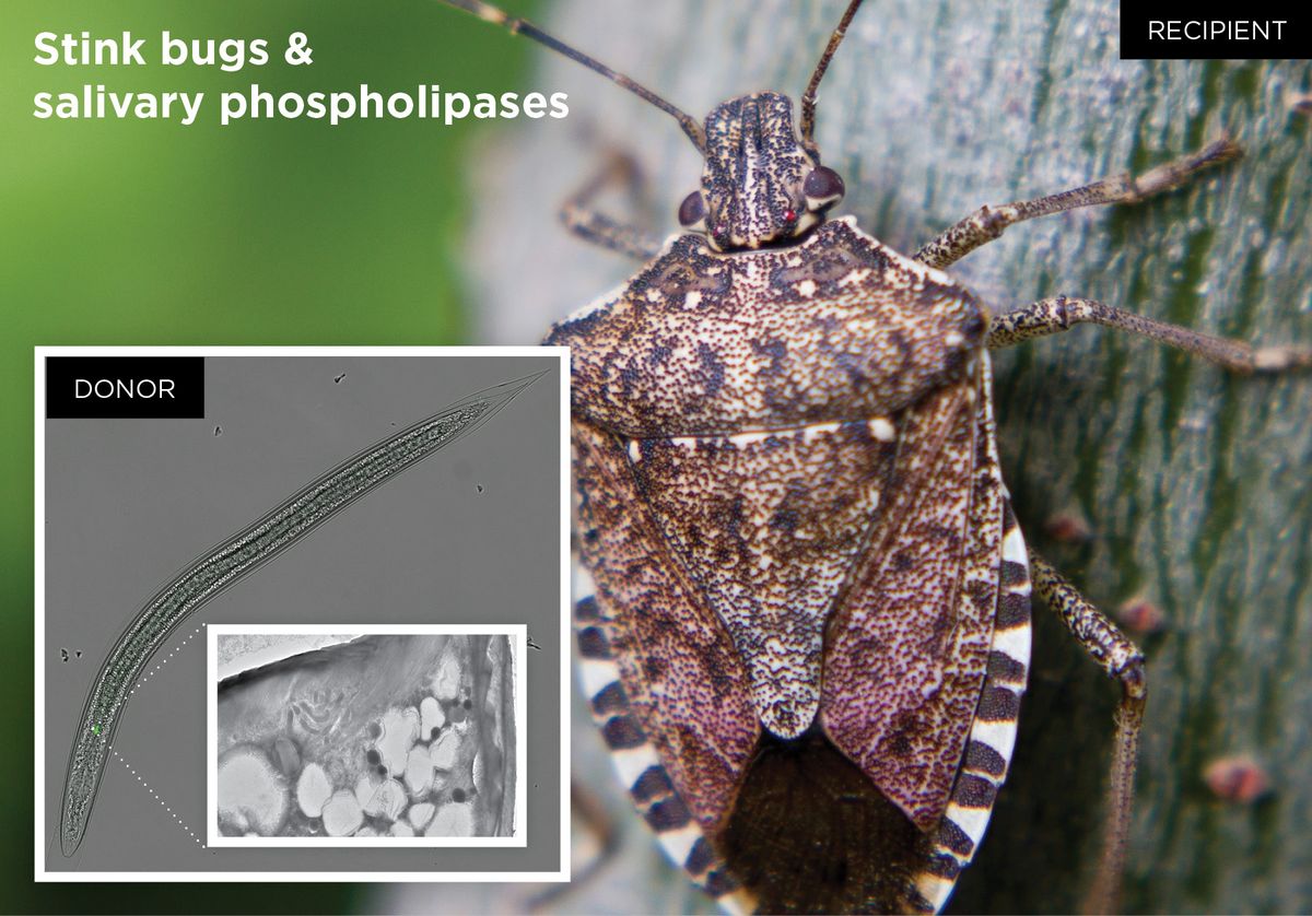 Stink bug and phospholipase photos