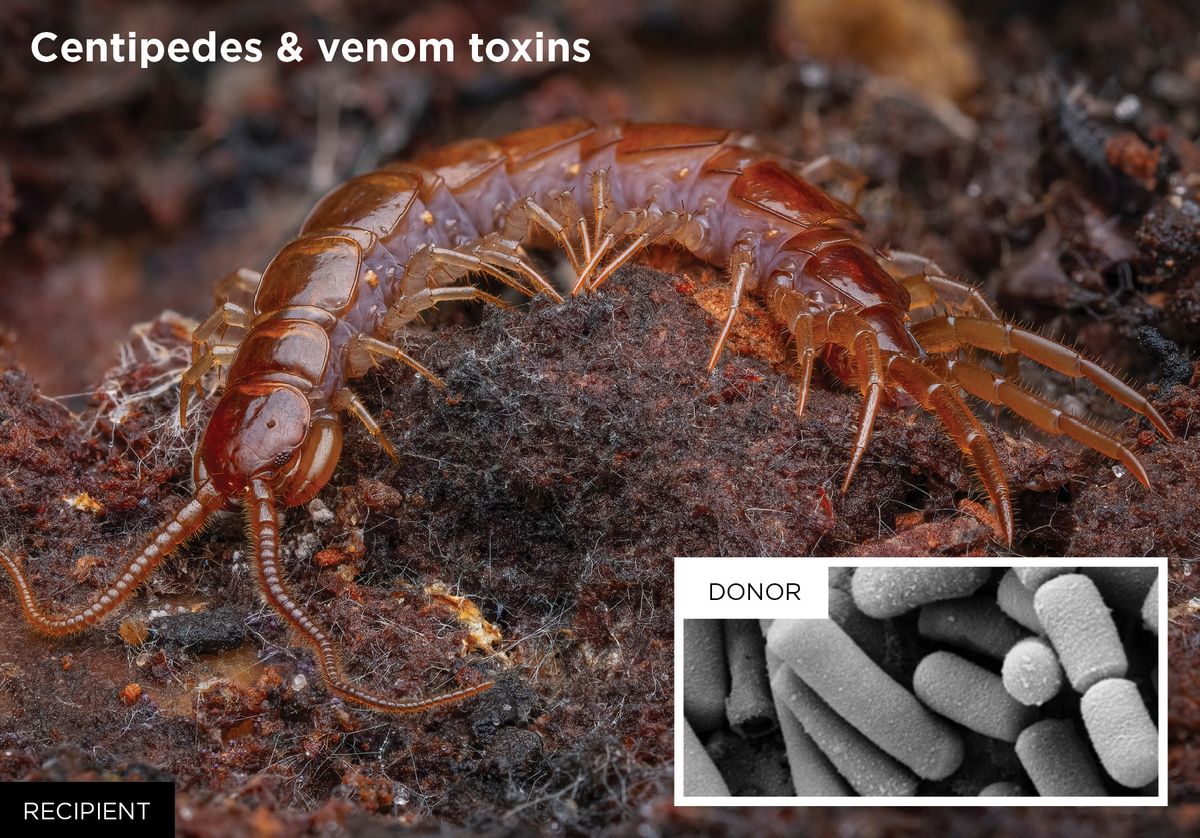 Centipede and venom toxin photos
