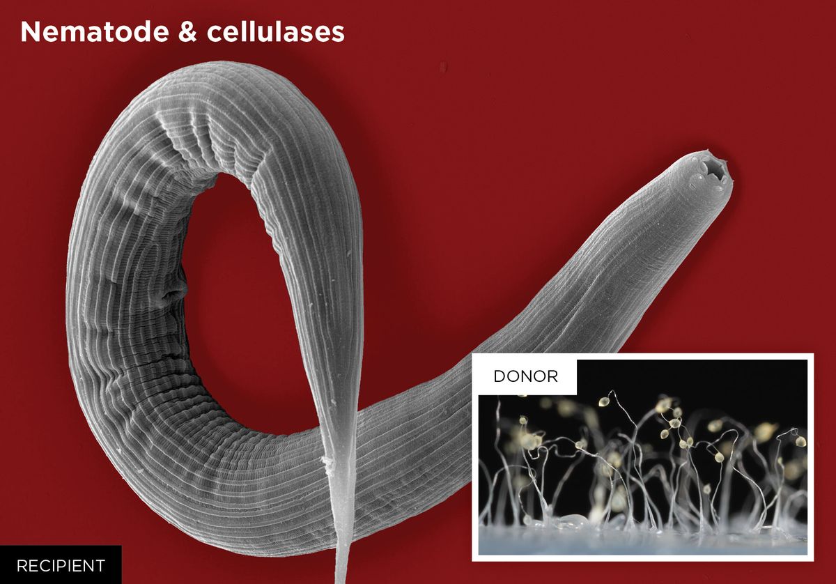Nematode and cellulases photo
