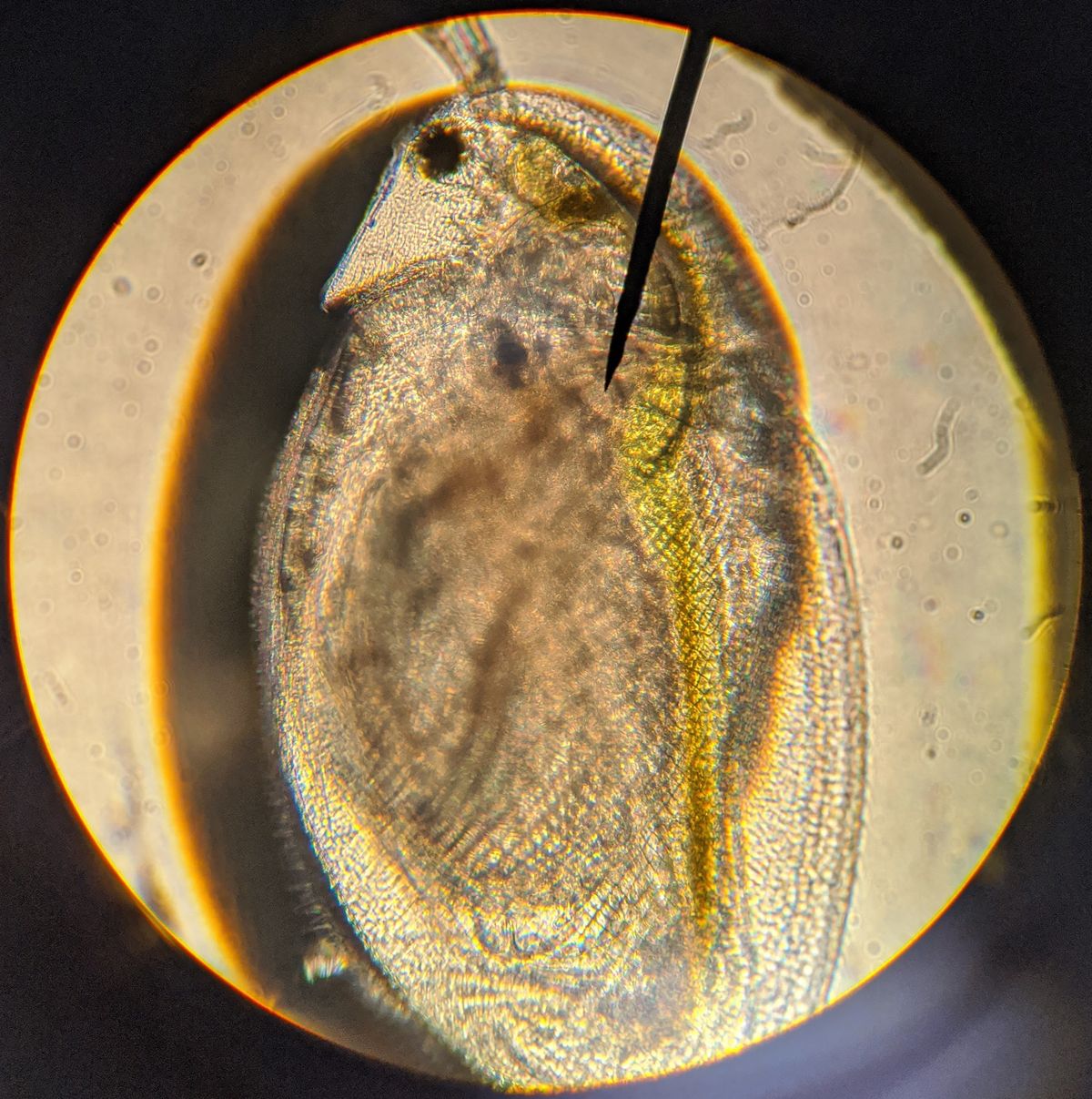 a daphnia, with a rounded, transparent body with green stripe running through its center, is lain on a taupe-colored slide under a microscope. a black needle points towards the front of the <em>Daphnia</em> and the image is constrained by a black circle. 