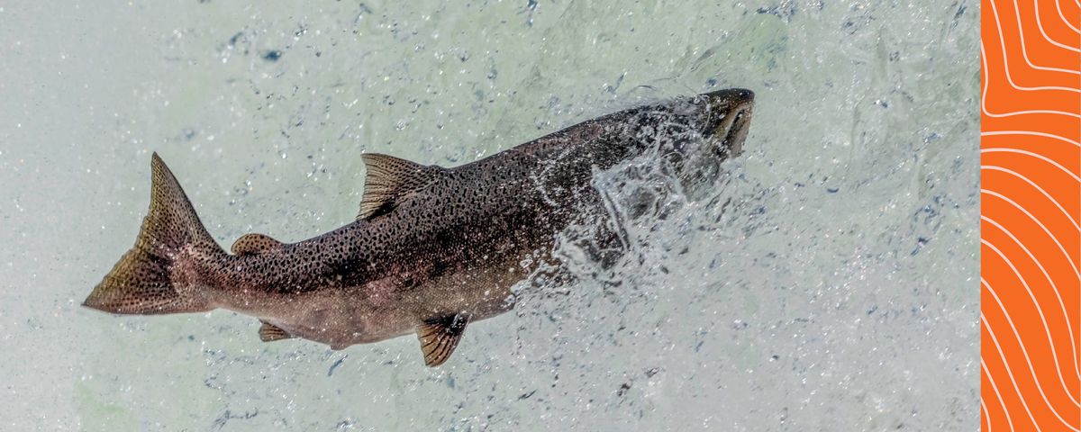 Close up of jumping Chinook Salmon