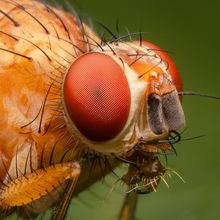Close up view of fruit fly