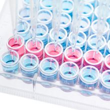 Multichannel pipette dispensing pink cell culture media into multiwell cell culture plate.