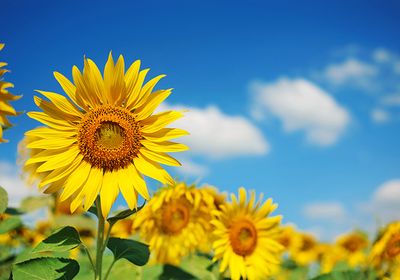 A field of yellow sunflowers in front of a blue sky.