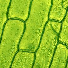 bright green plant cells in long diagonal rows