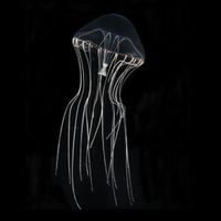 Newly named jellyfish Tima nigroannulata swimming in Japan’s Kamo Aquarium.