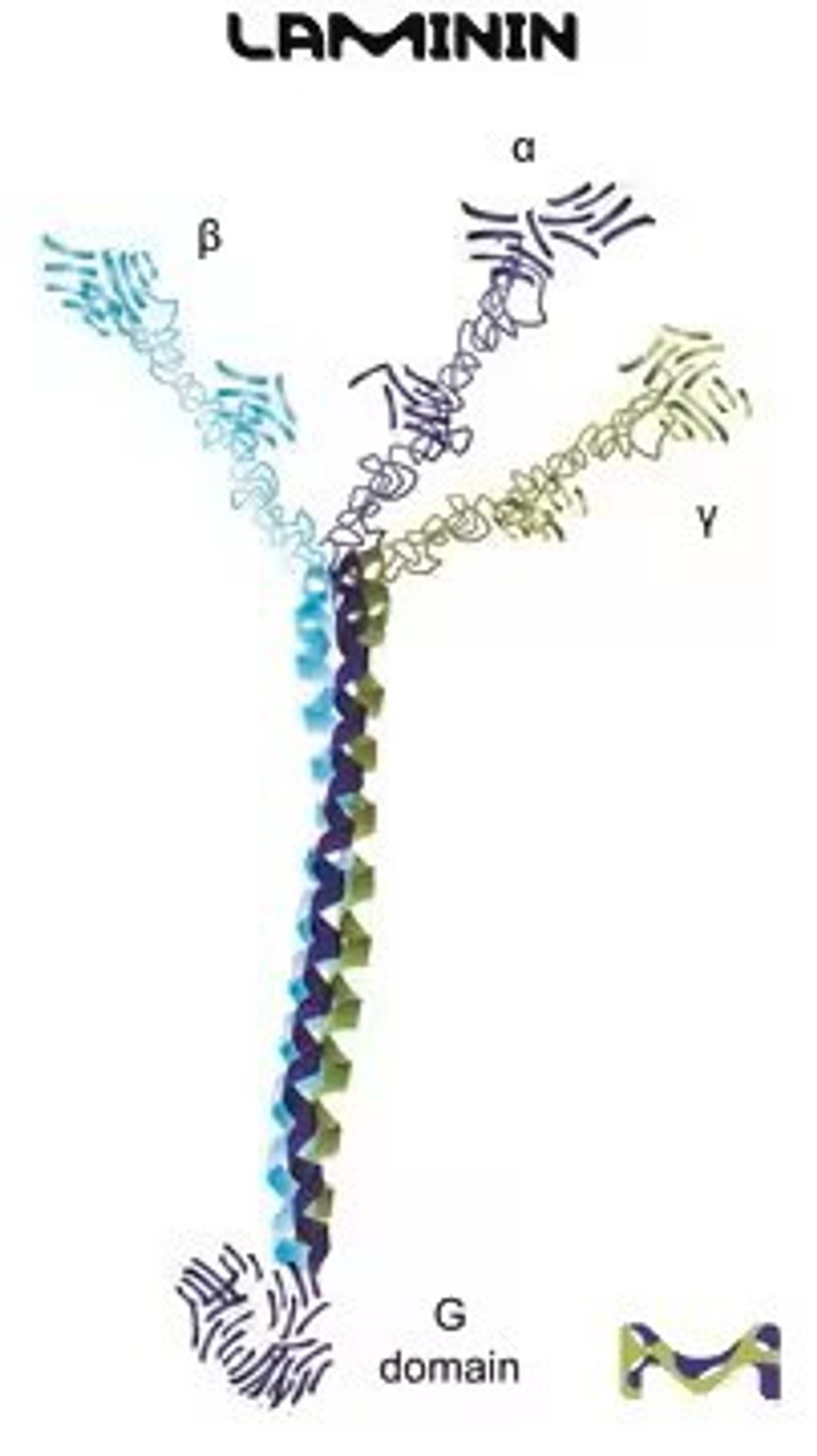 Structural rendering of the laminin protein in blue, purple, and green.