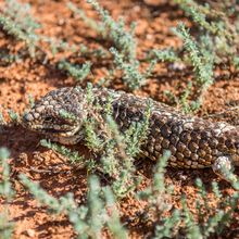 Tiliqua rugosa, sleepy lizard, on reddish soil in western Australia