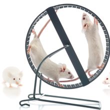 mice on wheel and ground