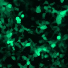 Cells with miRNA activity reporter glowing