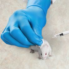 blue-gloved hands injecting mouse with syringe
