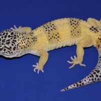 a leopard gecko with an unusually yellow body