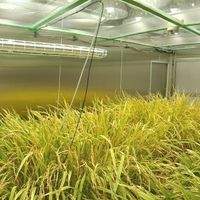 rice plants growing in a room with metal walls under artificial light