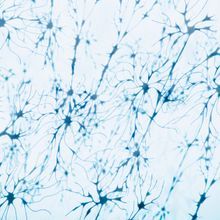 An artistic rendering of blue neurons against a white background
