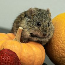 A Nile rat sitting atop fruits