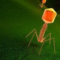 An illustration of an orange bacteriophage virus sitting on top of a green bacterium