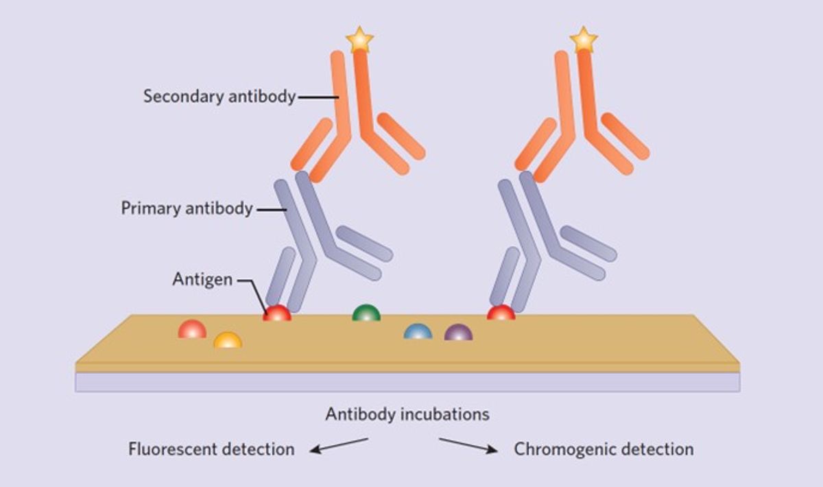 Schematic showing the important components of an immunohistochemistry reaction, including the microscopy slide, antigens in the tissue section, and primary and secondary antibodies.