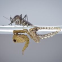 a newly hatched mosquito sits on top of water, with its discarded cocoon floating below