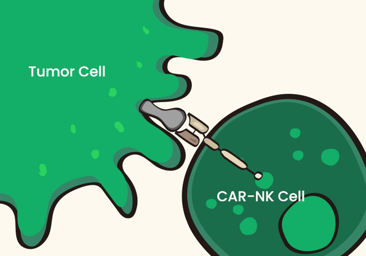 Graphic showing a CAR-NK cell targeting an antigen on a tumor cell.