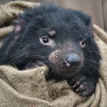 Tasmanian devil wrapped in blanket