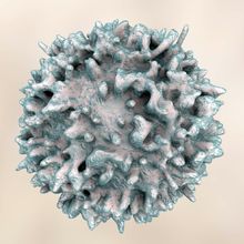 3D rendered images of three T cell