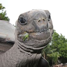 Close-up of the head of the Aldabra Giant Tortoise. Her face is dirty from eating grass on a sandy beach.