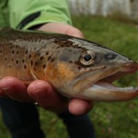 a brown trout in the hands of a person wearing a green jacket