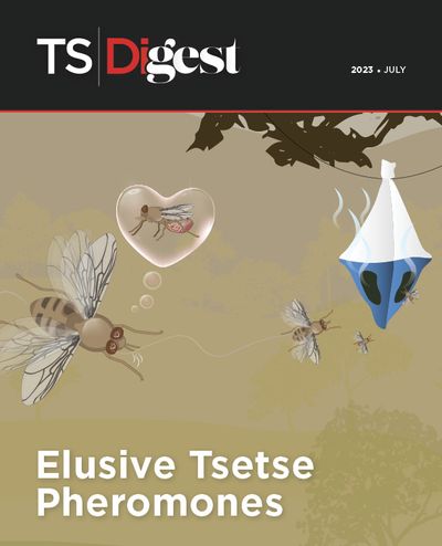 A male tsetse fly smells a tsetse fly pheromone
