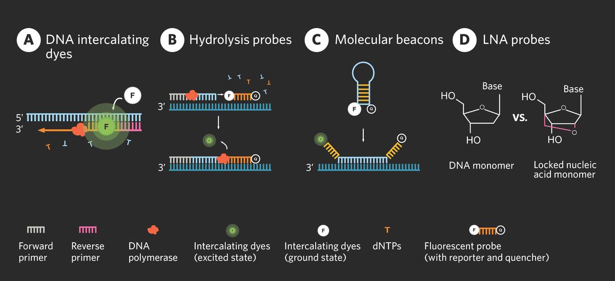 Infographic showing four common qPCR detection methods and their mechanisms. DNA intercalating dyes bind to DNA and emit fluorescence, hydrolysis probes bind to specific sequences and release fluorescent molecules when displaced by the polymerase, molecular beacons start as hairpins with quenched fluorescence but straighten and emit fluorescence once bound to their target sequence, and locked nucleic acid (LNA) probes use modified nucleotides to increase the stability of their binding to the target.