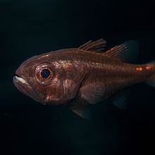 A tubifer cardinalfish