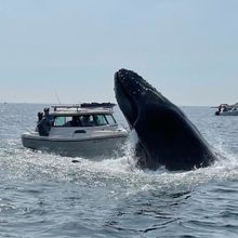 A whale's upper body landing on a fishing boat