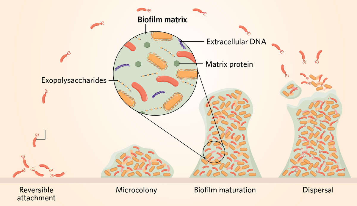 The Biofilm Life Cycle