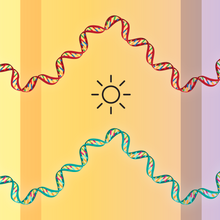 The figure shows two waves made of DNA double helixes representing gene expression changes in the malaria parasite and its human host. These changes reveal a synchronization between parasite and host.