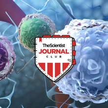 <em >The Scientist</em>&rsquo;s Journal Club: Immunology