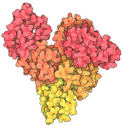A 3D rendering of an albumin&rsquo;s protein structure.