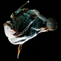 deep-sea anglerfish Melanocetus johnsonii mating parasitic male immunology adaptive immune system cytotoxic t cell antibody