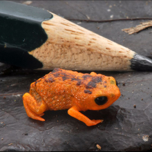 orange tiny frog