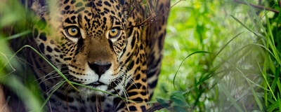 Slideshow: How Ecologists Study the World&rsquo;s Apex Predators 