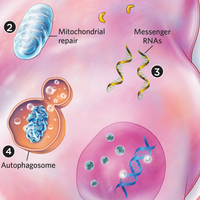 cell death infographic