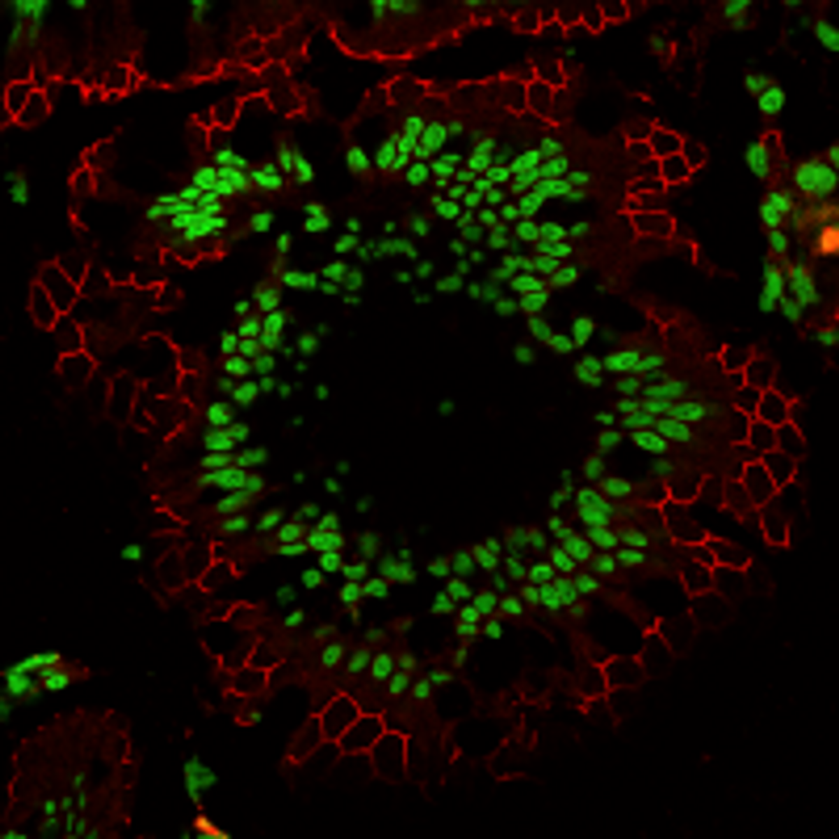 A rat intestine cryosection treated with TrueBlack® IF Background Suppressor to quench autofluorescence and stained for tight junctions (anti-ZO1 antibody, red) and nuclei (green).